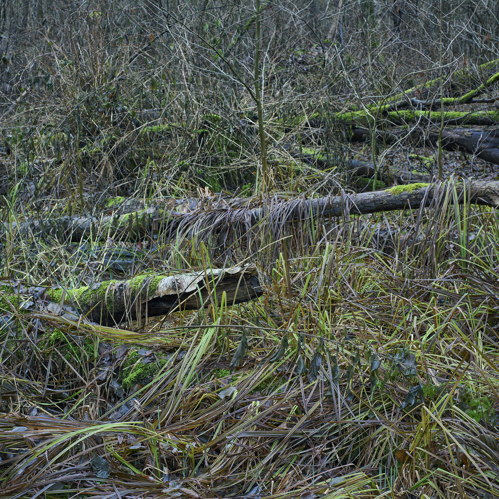 James Hobrecht Hobrechtsfelde Rieselfelder Abwasser Schwermetall