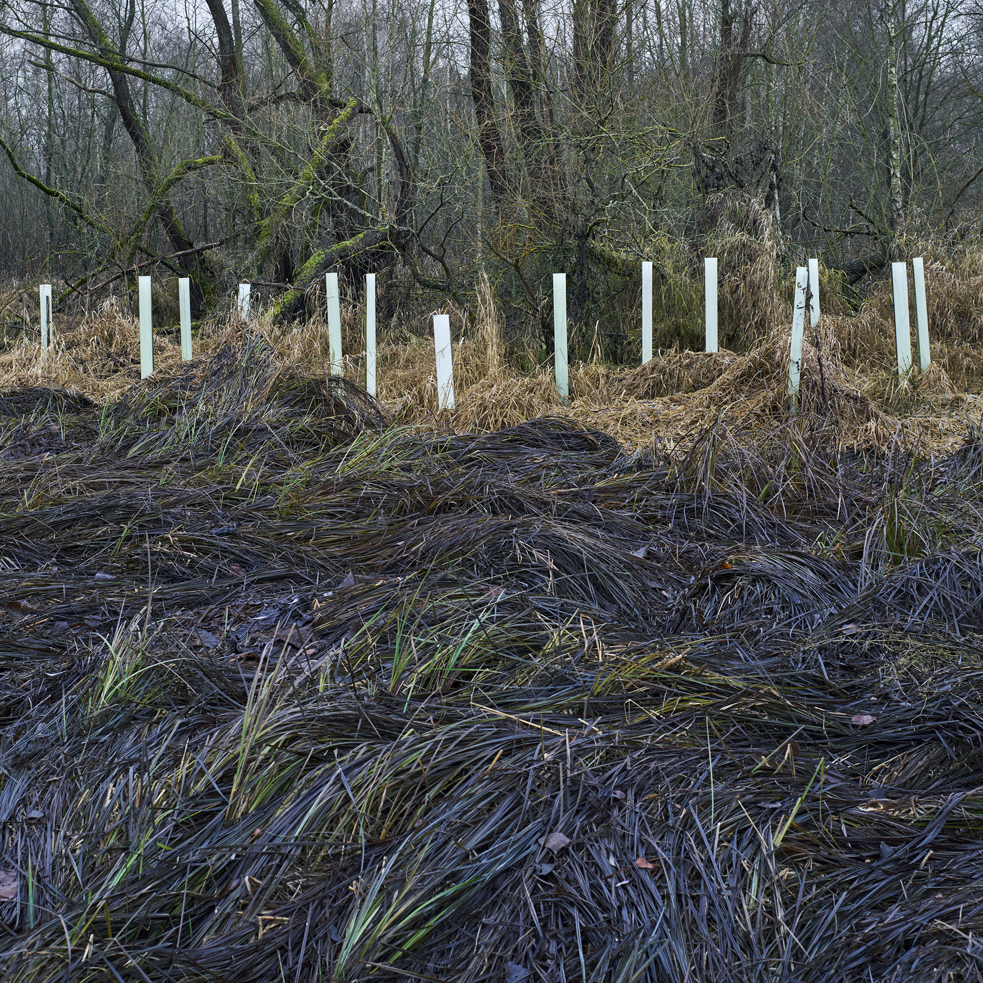 James Hobrecht Hobrechtsfelde Rieselfelder Abwasser Schwermetall