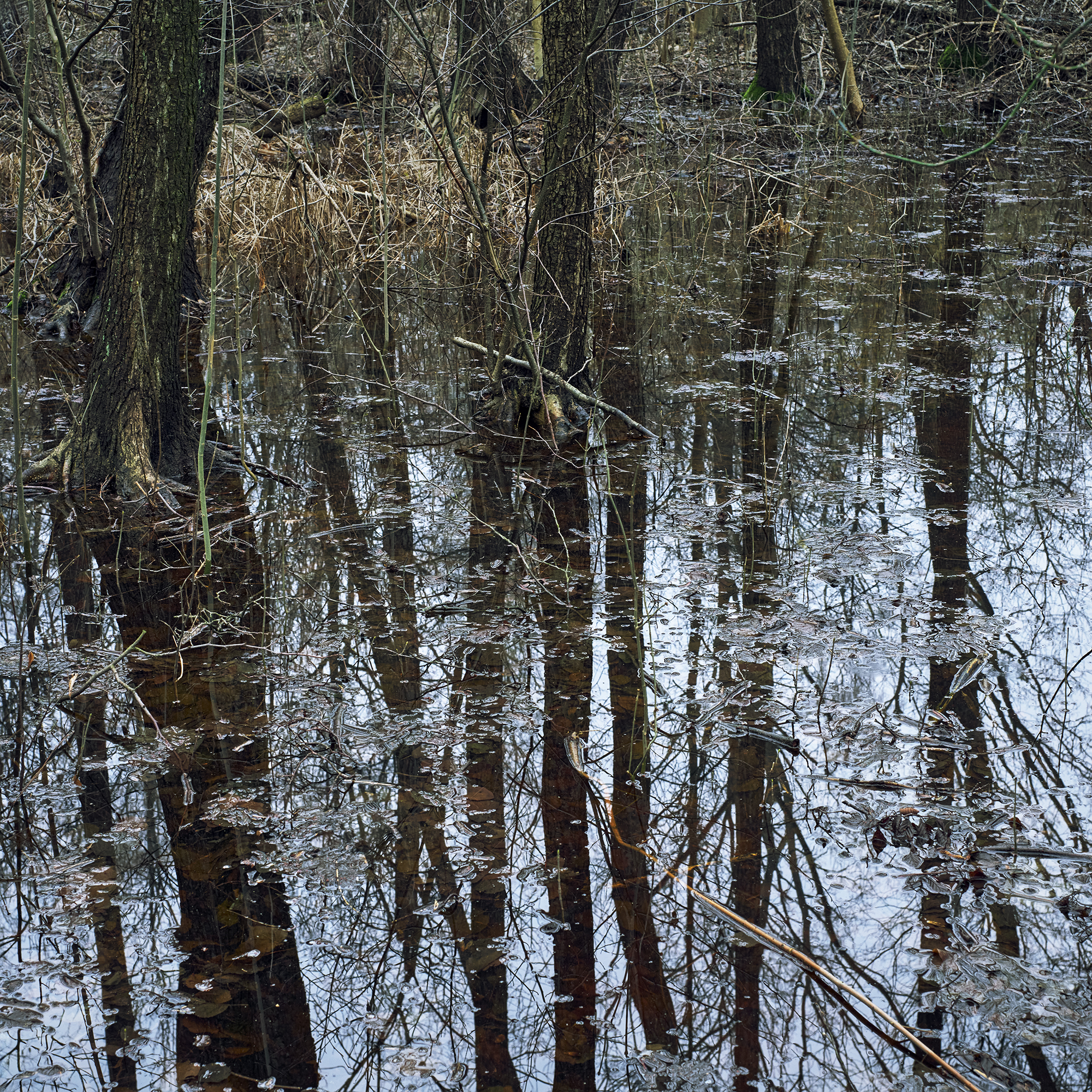 James Hobrecht Hobrechtsfelde Rieselfelder Abwasser Schwermetall
